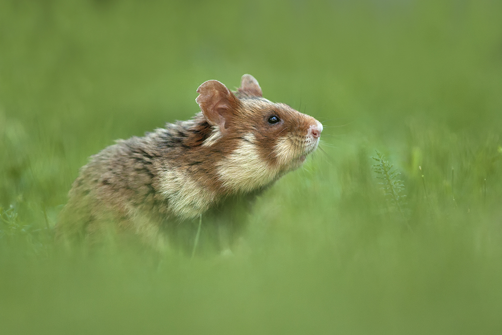 Hier noch ein Feldhamster