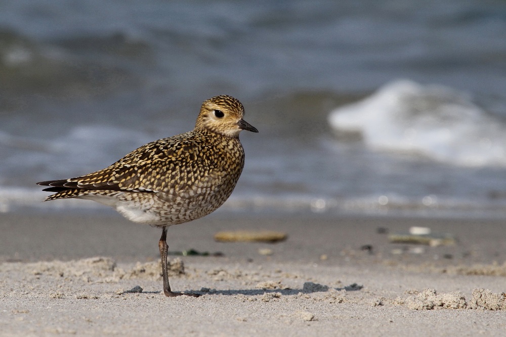 Goldi am Strand