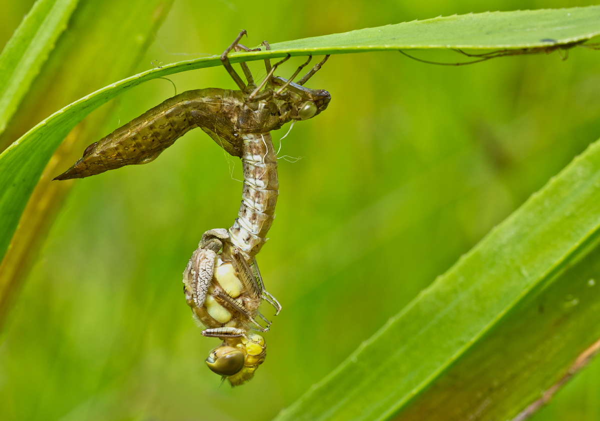 ...und nsa-Streckerspinne ist auch schon vor Ort...