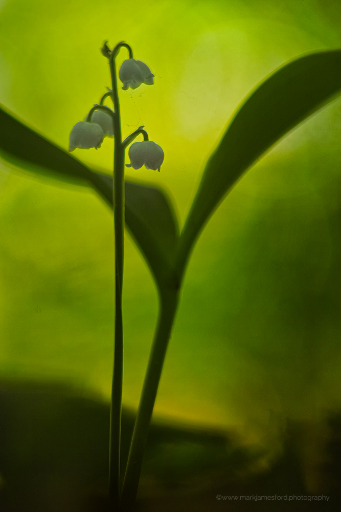 In The Dark Forest