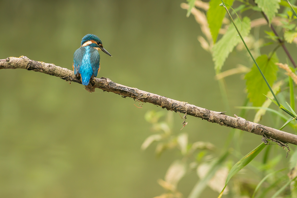 Eisvogel