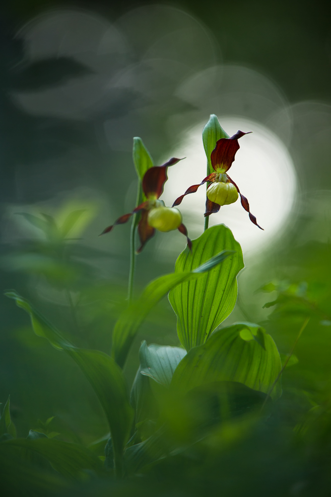 Tief im Wald...