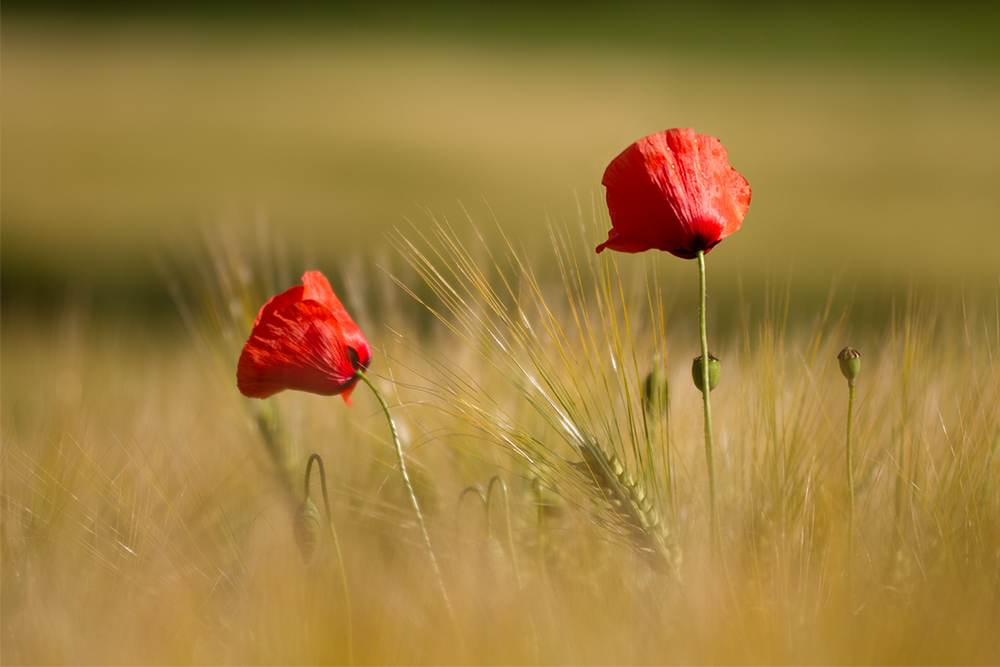 tanzender Mohn