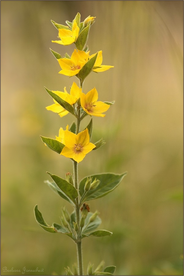 Goldfelberich (Lysimachia), verwildert