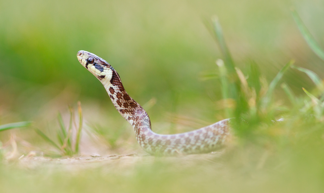 Äskulapnatter (zamenis longissimus)