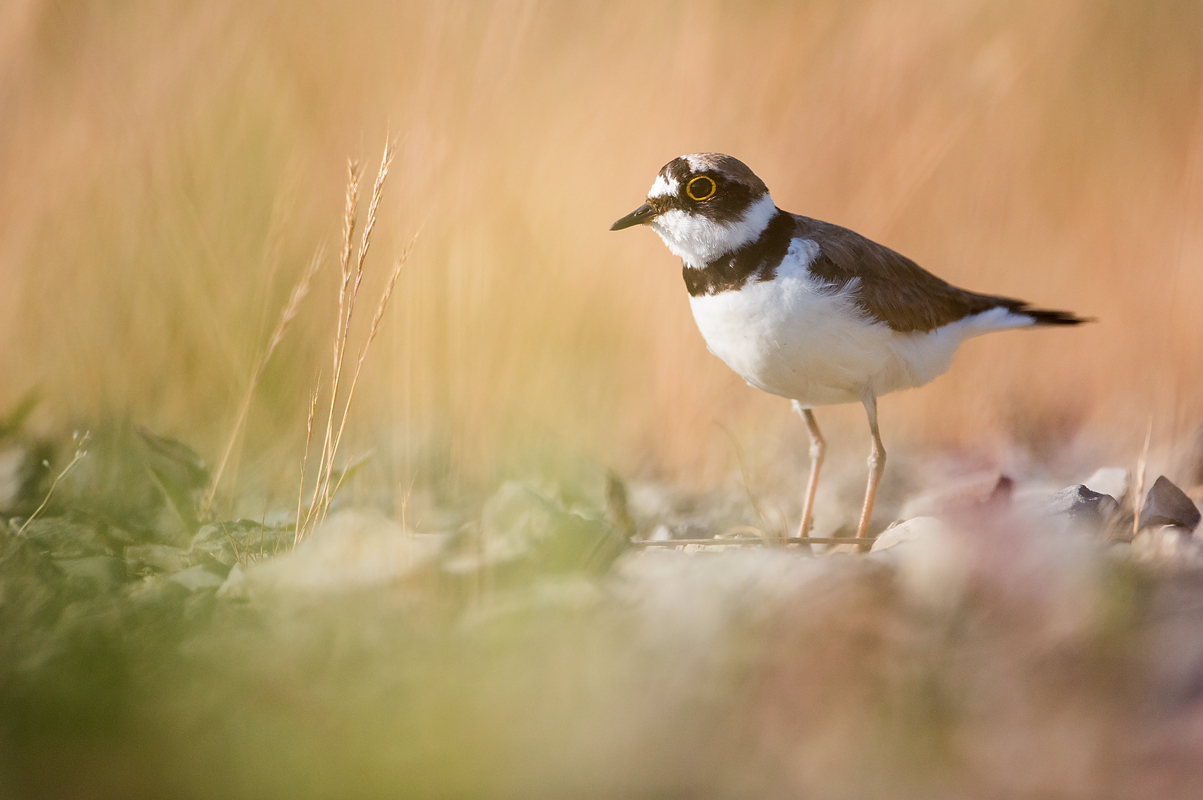 Road Runner...