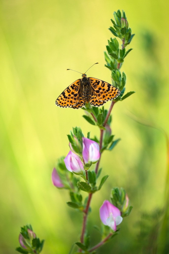 Roter Scheckenfalter (Melitaea didyma)