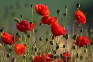 Klatsch Mohn