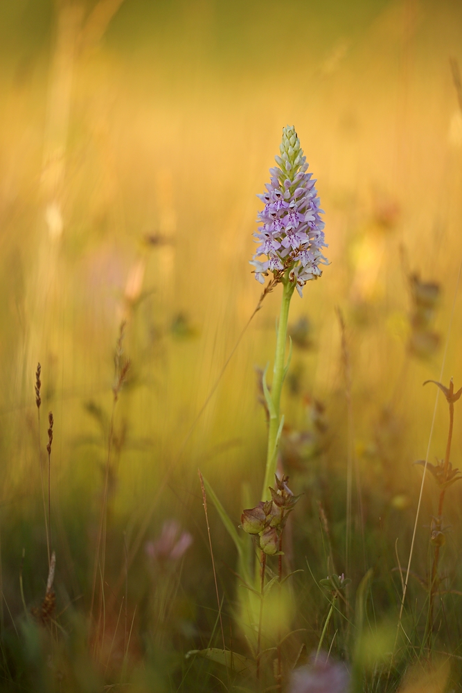 Abends auf der Orchideenwiese ...