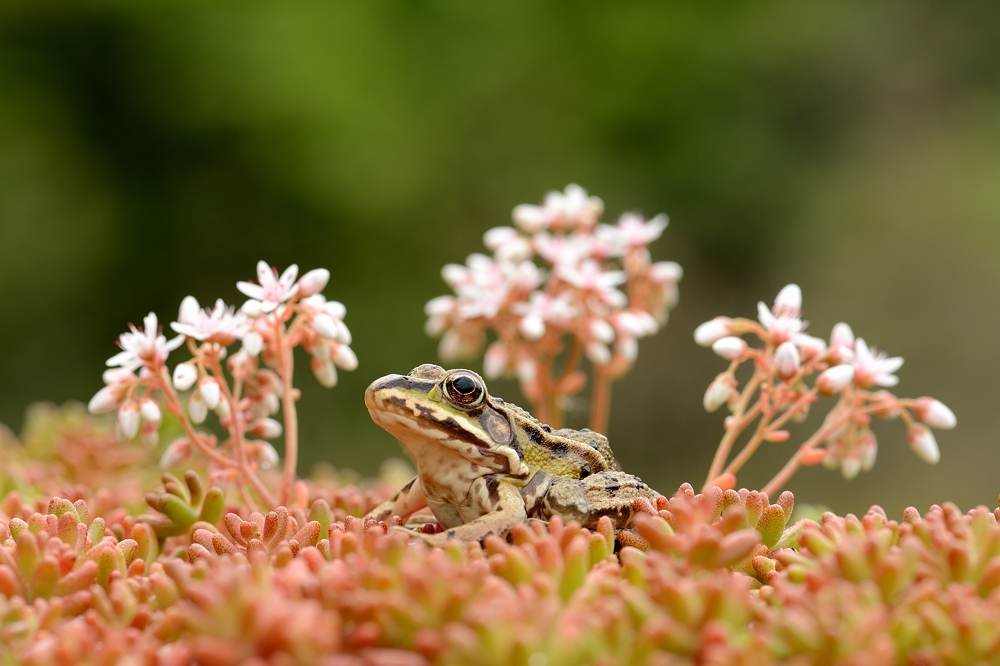 Wasserfrosch