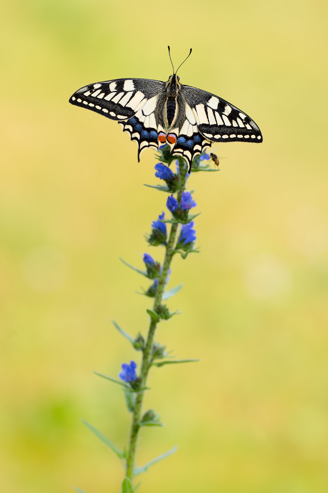 ~ Papilio machaon  ~