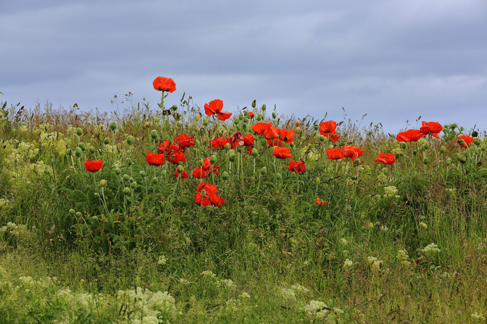 Klatschmohn