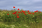 Klatschmohn