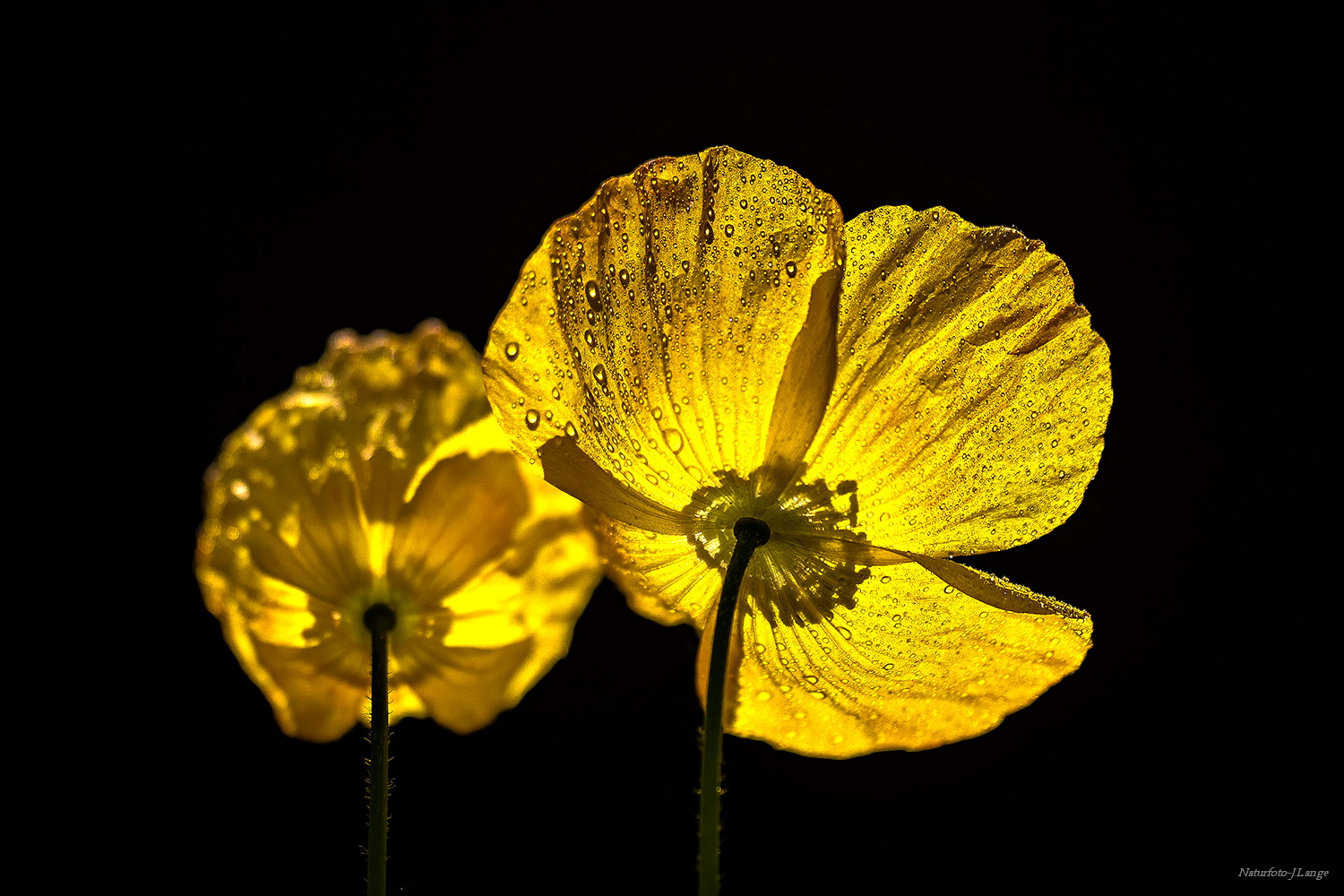 Gelber Mohn