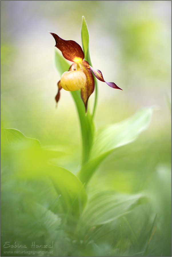 ~ cypripedium calceolus ~