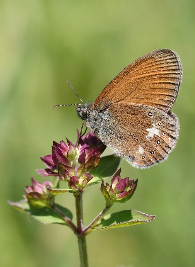 Rotbraunes Wiesenvögelchen, Coenonympha glycerion