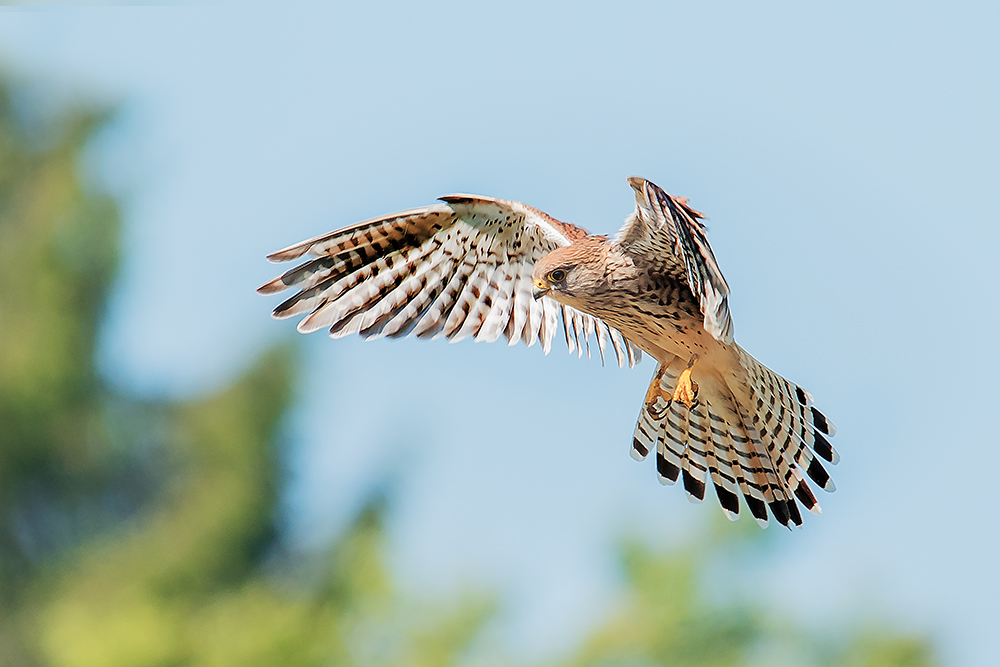 Turmfalke bei der Jagd