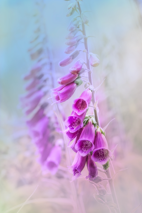 Digitalis Purpurea