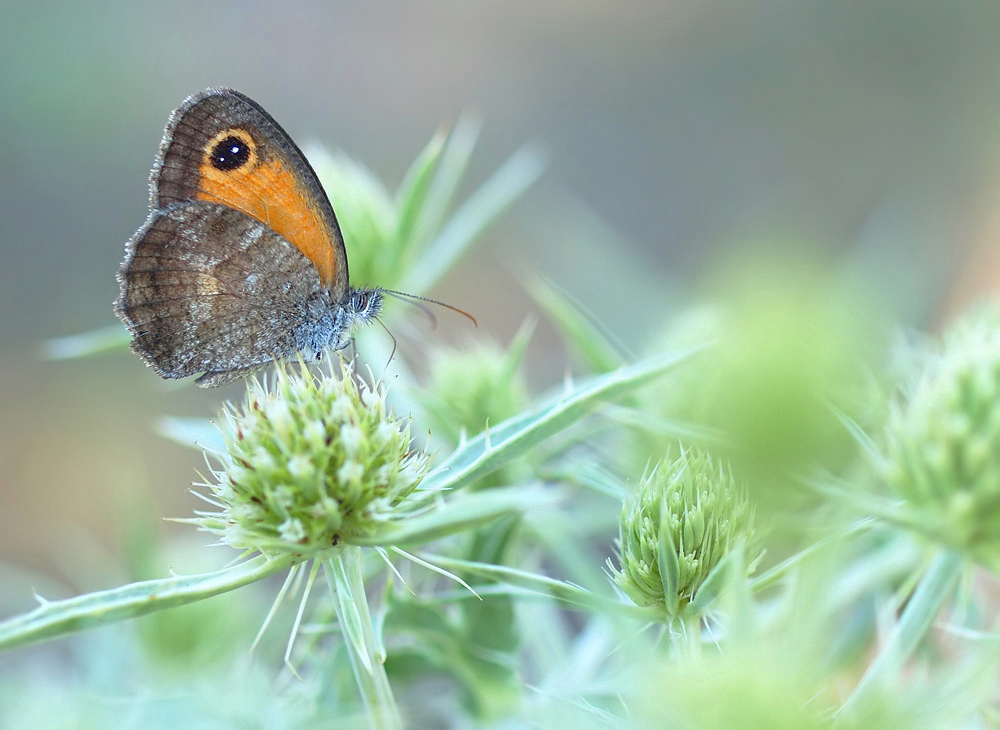 Pyronia cecilia auf Lieblingsdistel