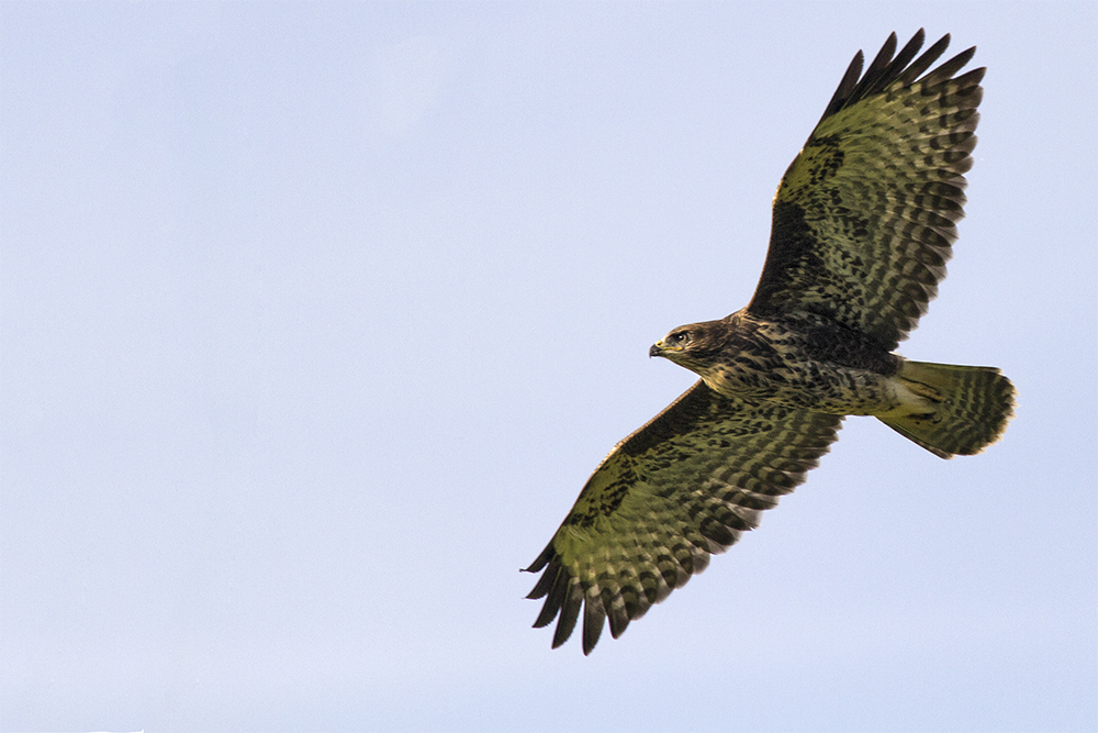 Bussard