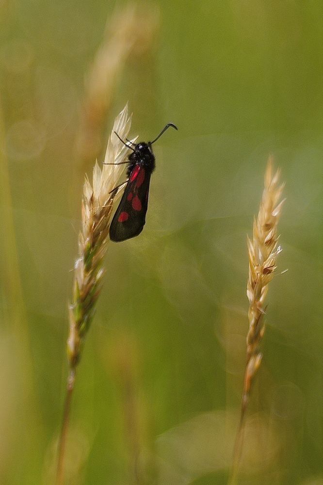 einsam auf der Wiese