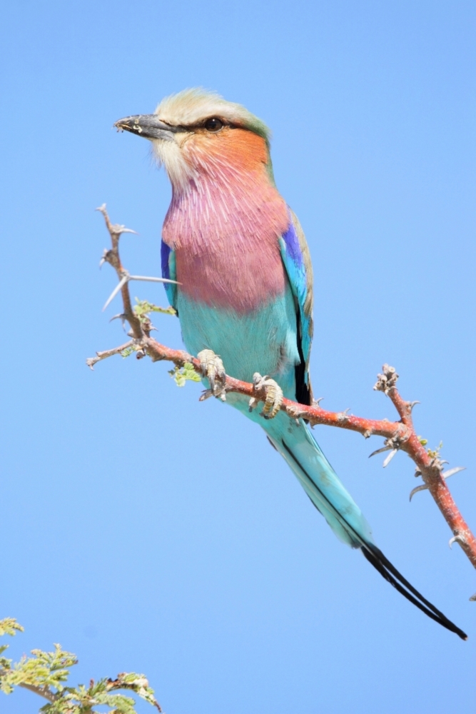 Gabelracke