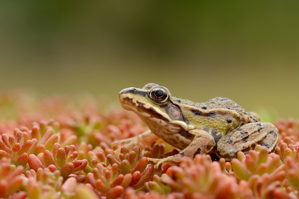 junger Wasserfrosch