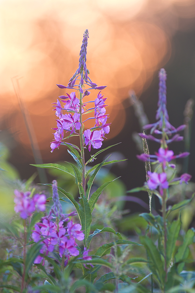 Sommerabend