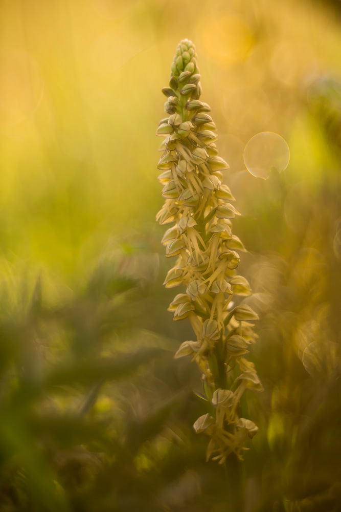 Orchis anthropophora