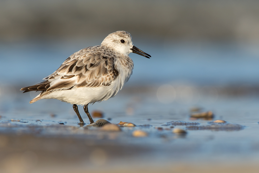 Sanderling