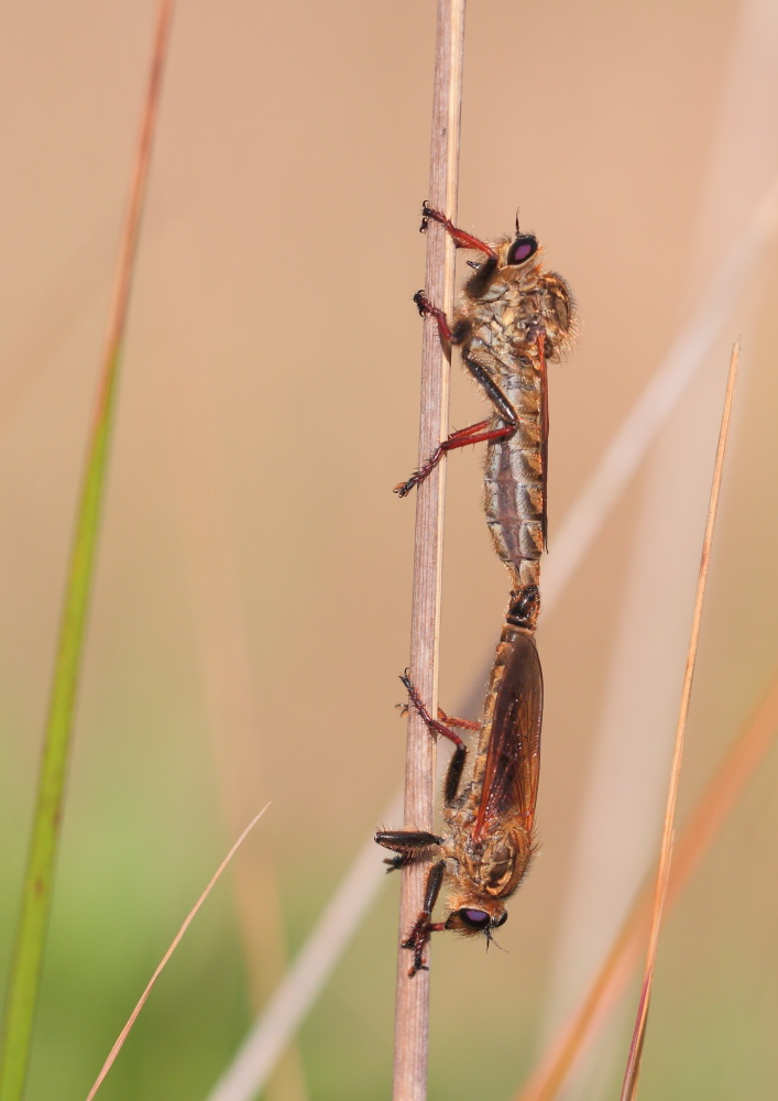 Paarung der Berserkerfliegen