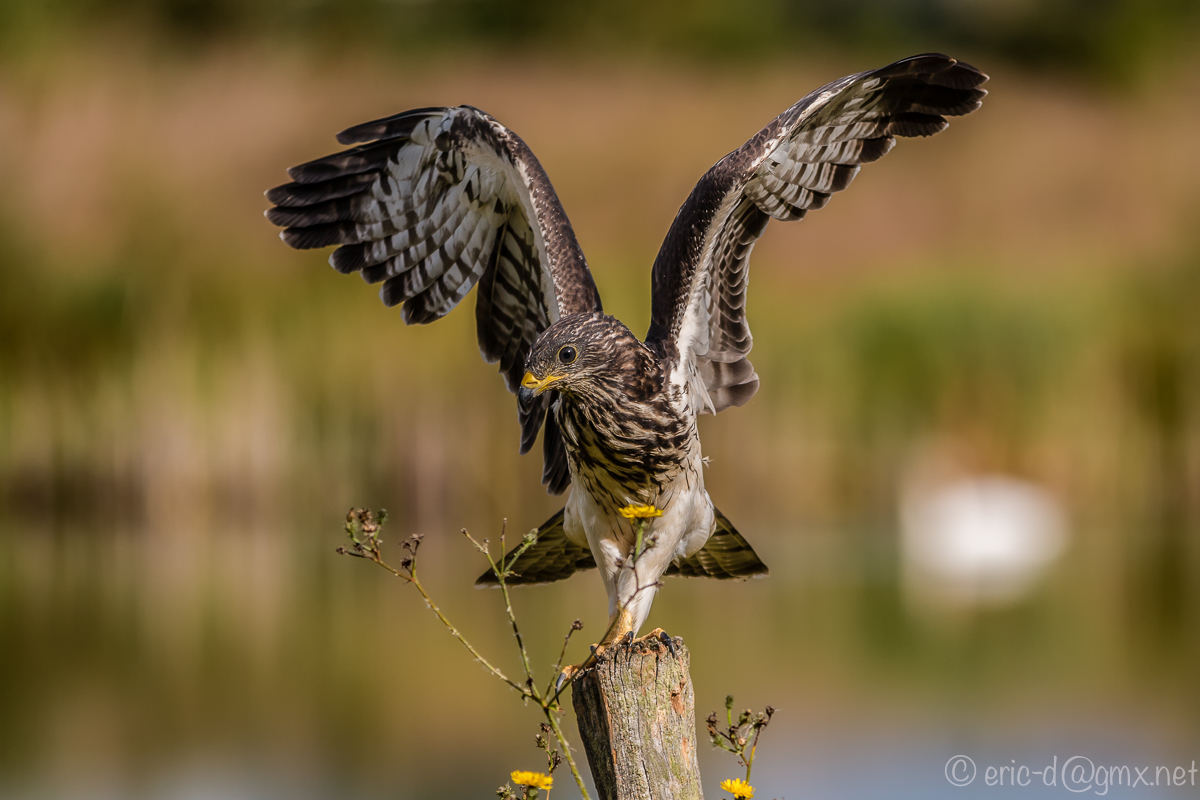 Butterblume an Wespenbussard