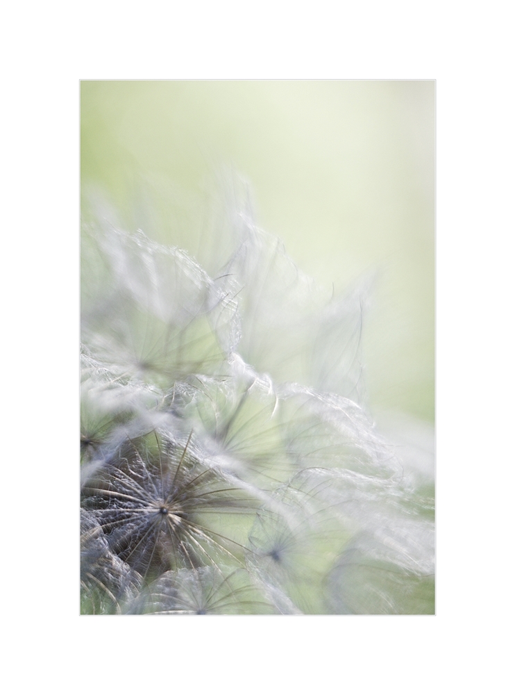 Wiesenbocksbart (III) in Altglas