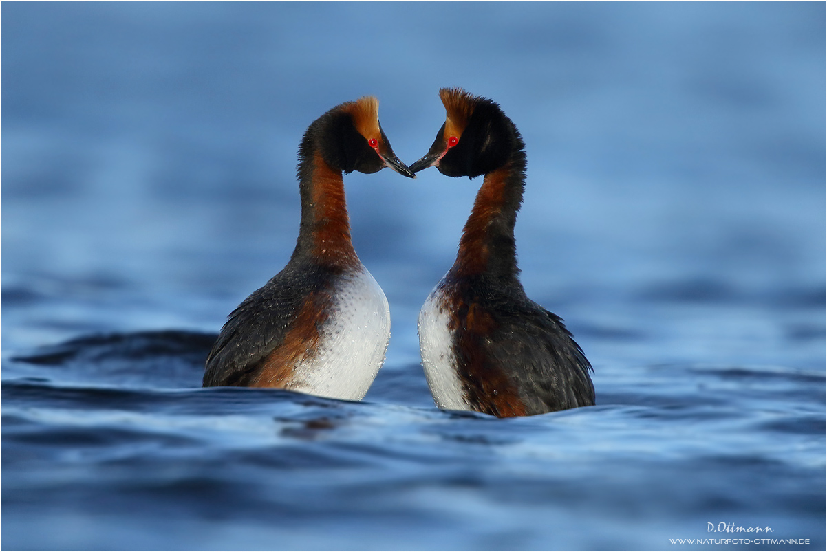 Pinguintanz der Ohrentaucher
