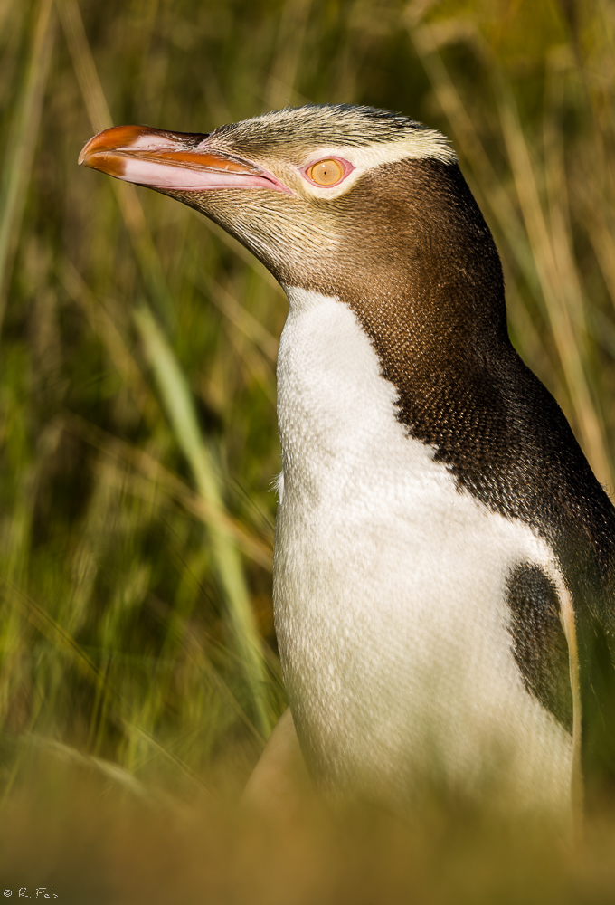 Gelbaugenpinguin