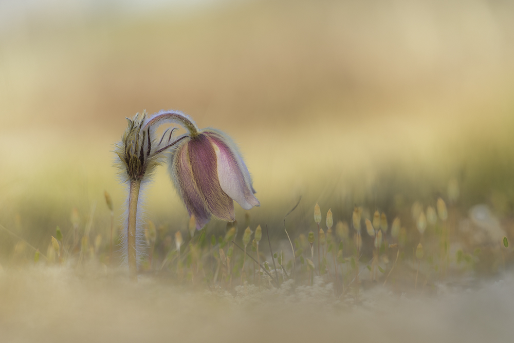 Frühlingsküchenschelle (Pulsatilla vernalis)