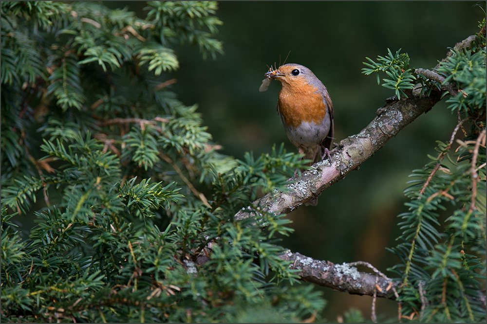 Rotkehlchen (Erithacus rubecula)