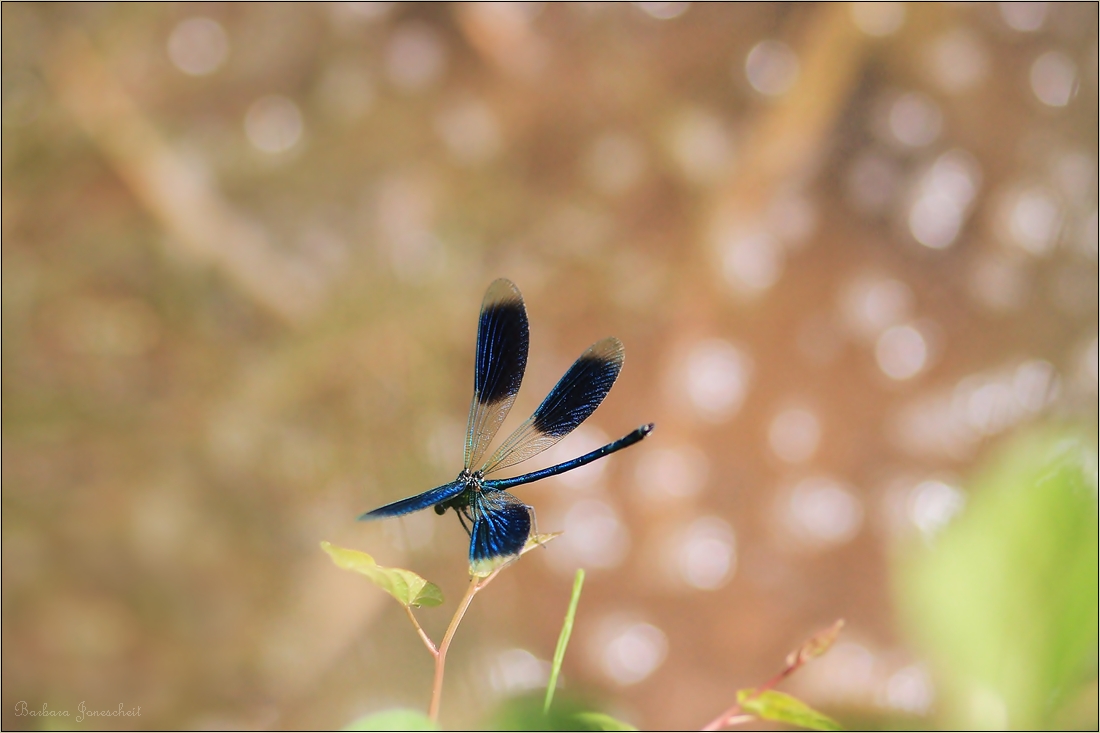 glänzender Schönflügel-Calopteryx splendens