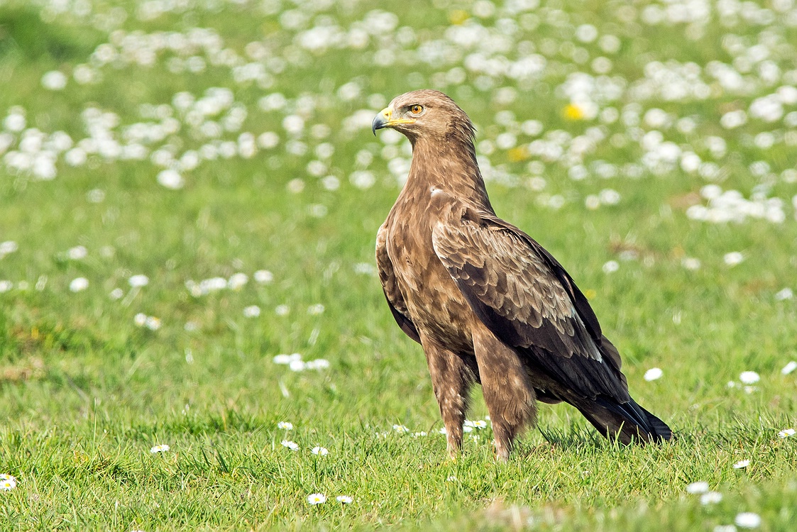 Schreiadler