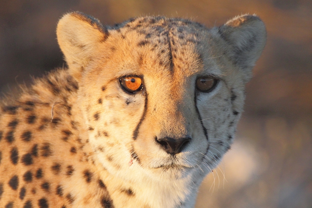 Gepard im Abendlicht