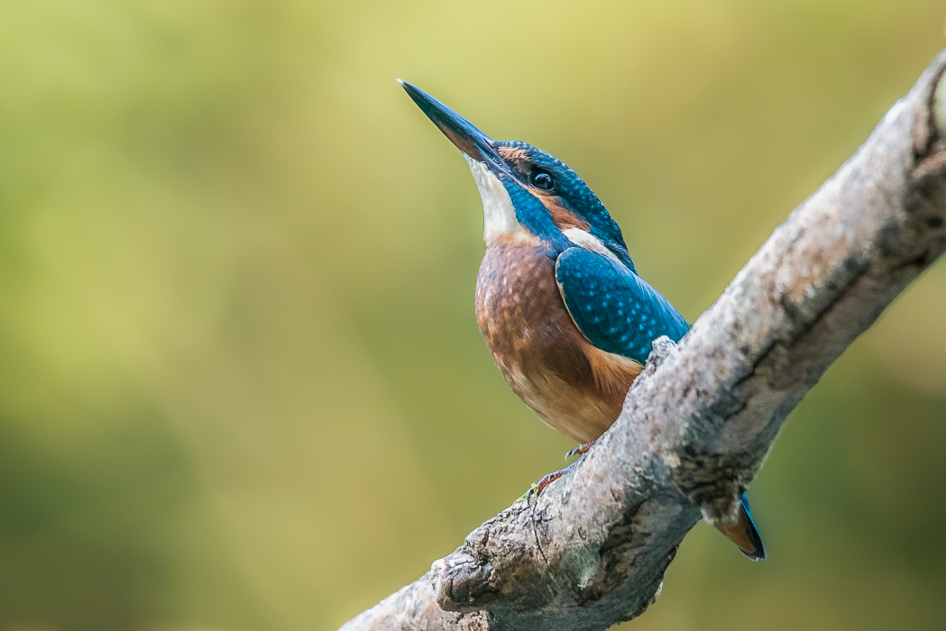 Eisvogel