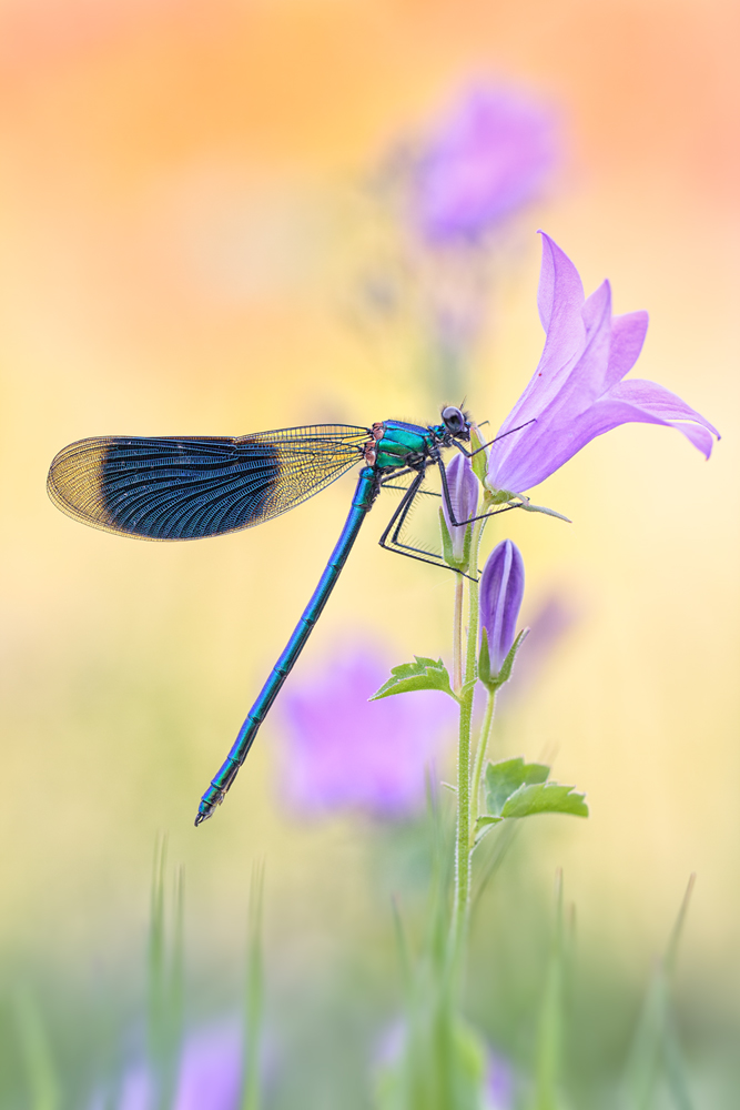 PRACHTlibelle