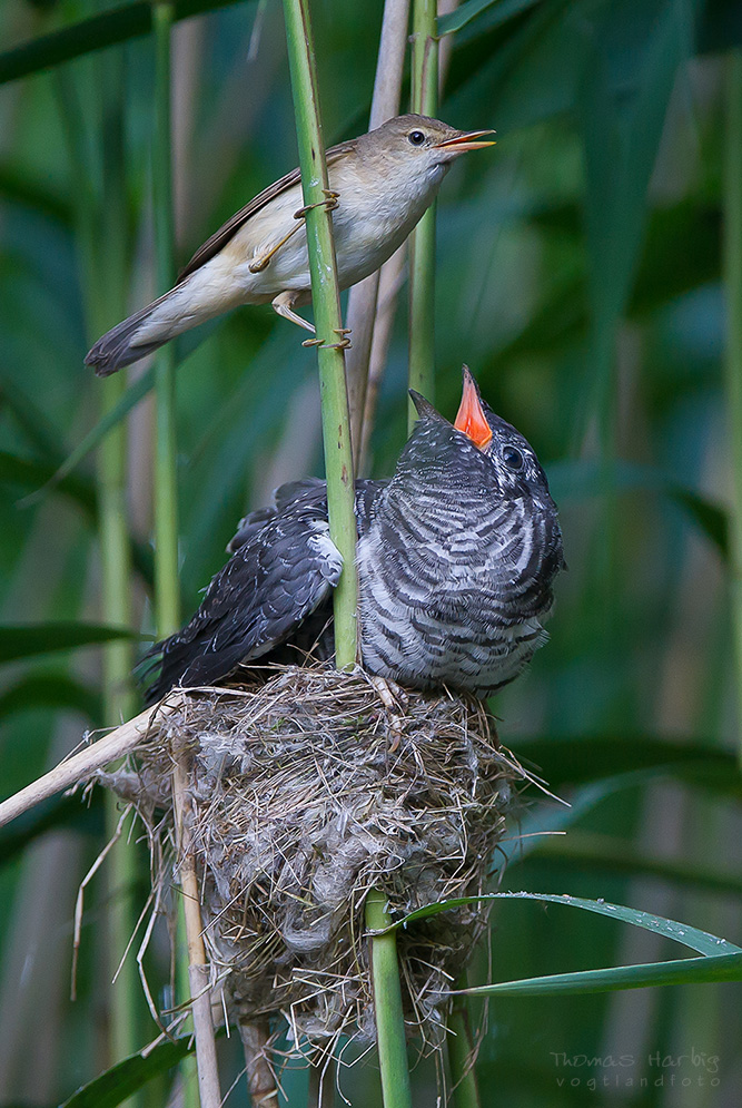 Deutlich Zugelegt Forum Fur Naturfotografen