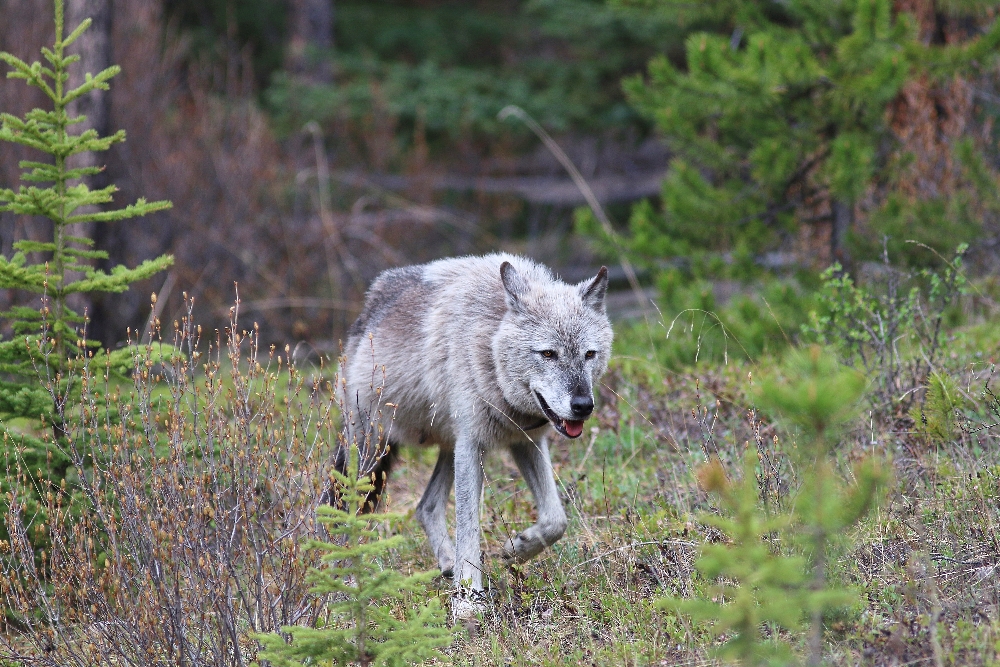 Wolf in Kanada