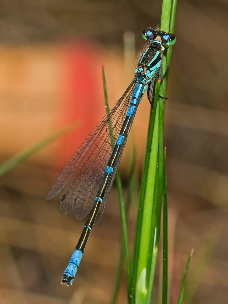 Libellen - Mond-Azurjungfer