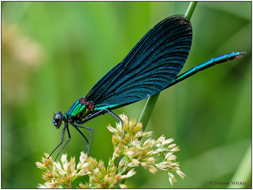 Blauflügel Prachtlibelle