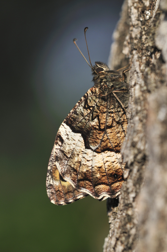 Großer Waldportier (hipparchia fagi)