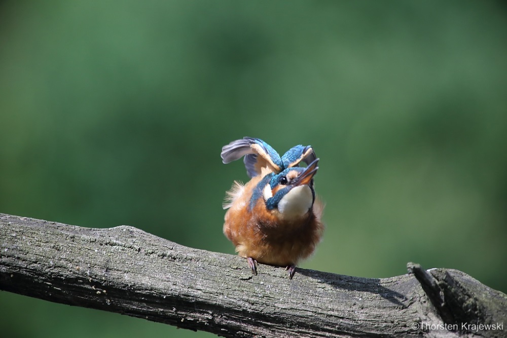 Ein neuer Eisvogel