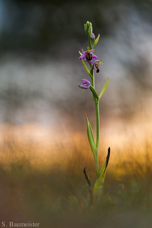 Ophrys apifera