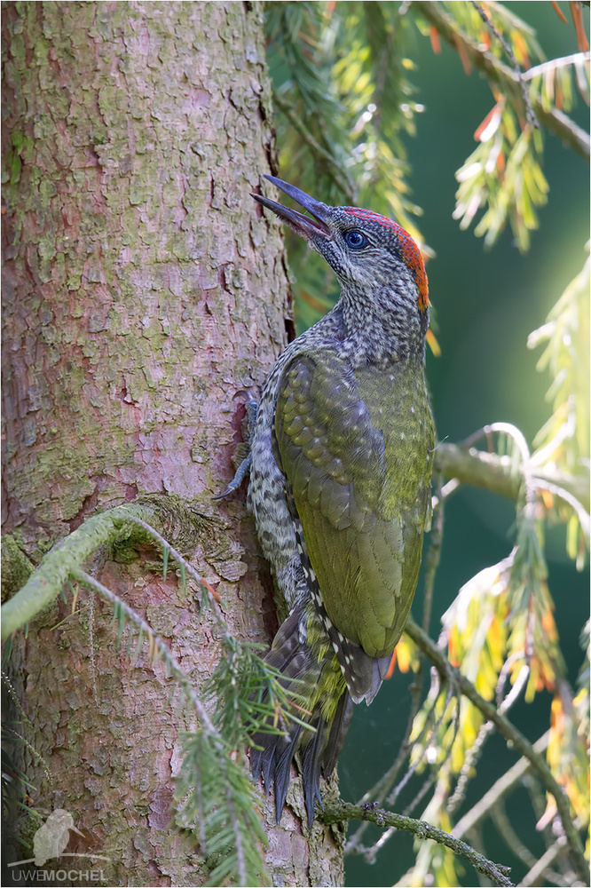 Grünspecht (Picus viridis)-juvenil
